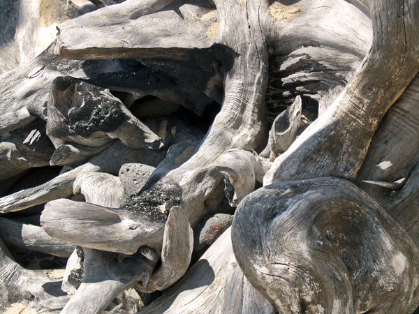 Driftwood