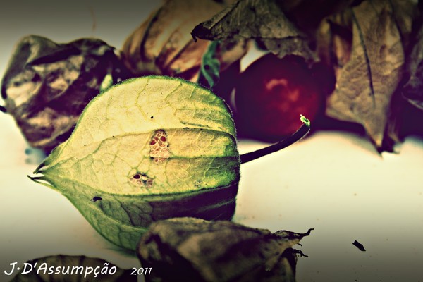 fruit