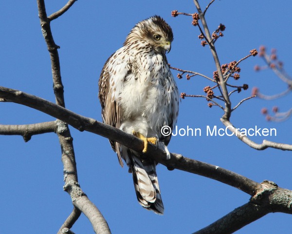 Cooper Hawk