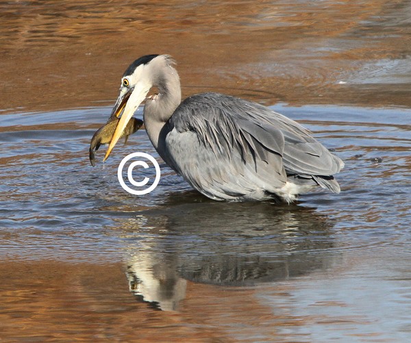 Blue Heron and Dinner!