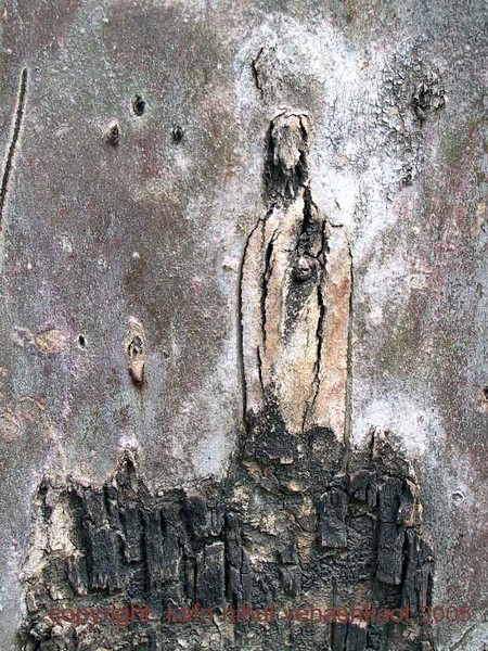 The Prophet