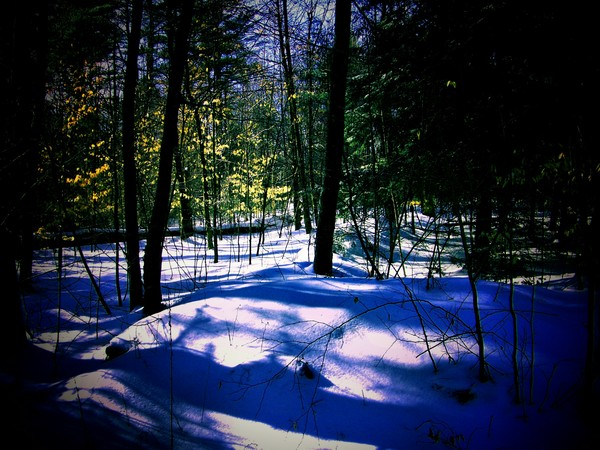 Winter in the Woodlands