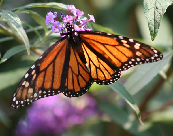 Monarch 2