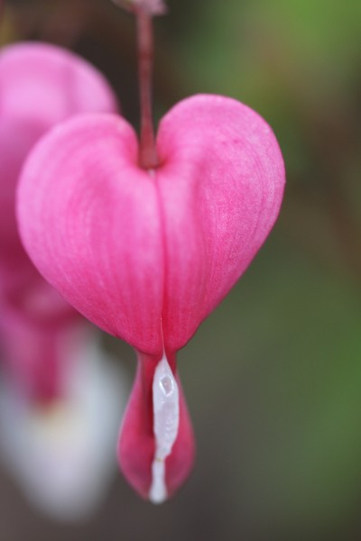 Bleeding Heart 1