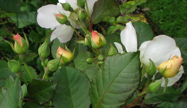 Roses