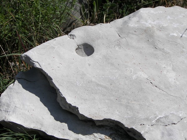 Stone piranha