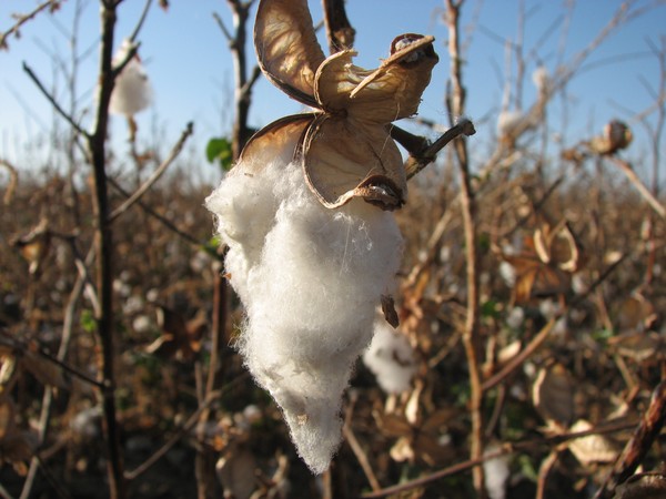 Cotton on a Saturday Morning