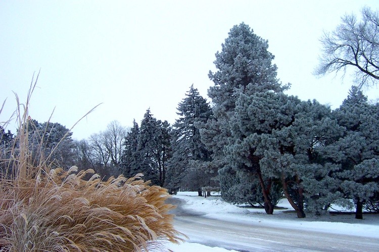 Hoar Frost 18
