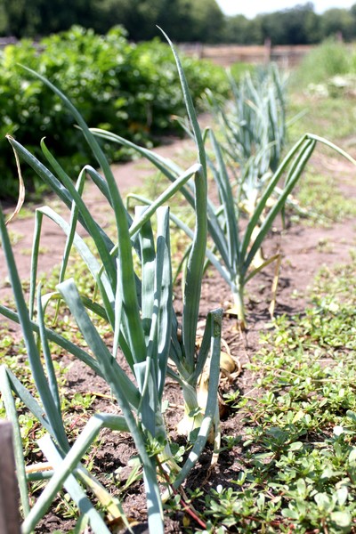 onion-farm