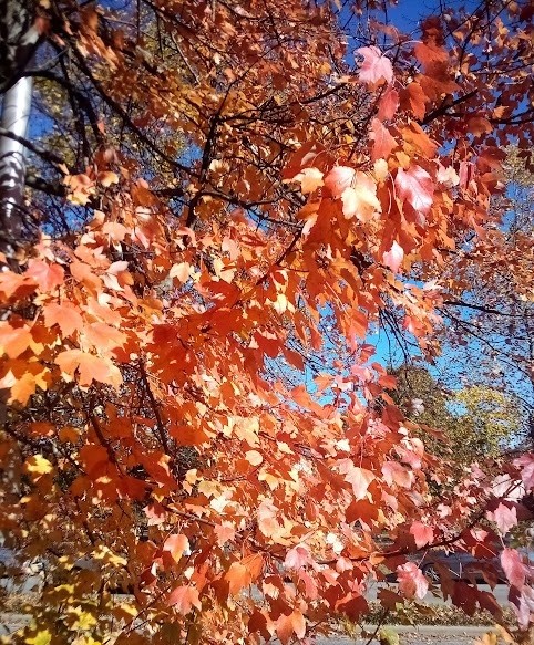 Orange In Autumn photo 2025