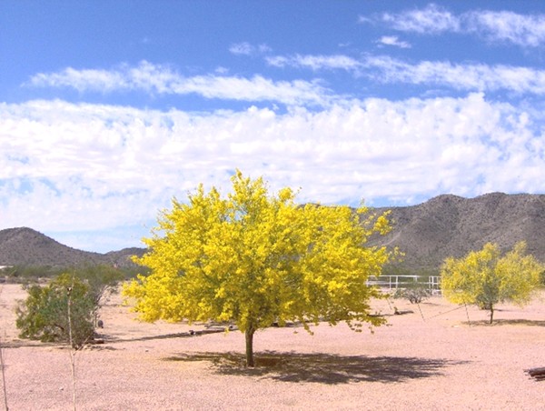 Blooming Palo Verde Tree