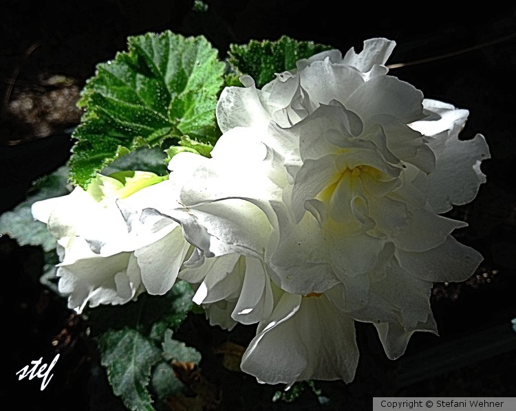 white begonia catching the evening sun