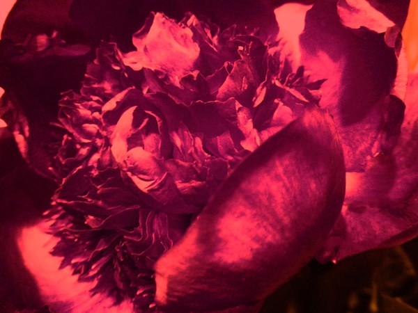 peony in red