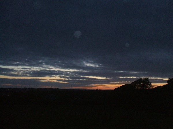 the evening trees