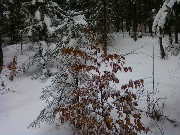 autumn & winter