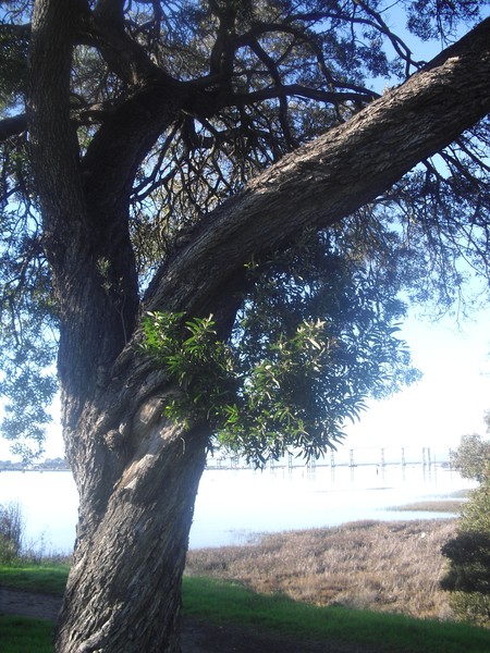 Bay Tree