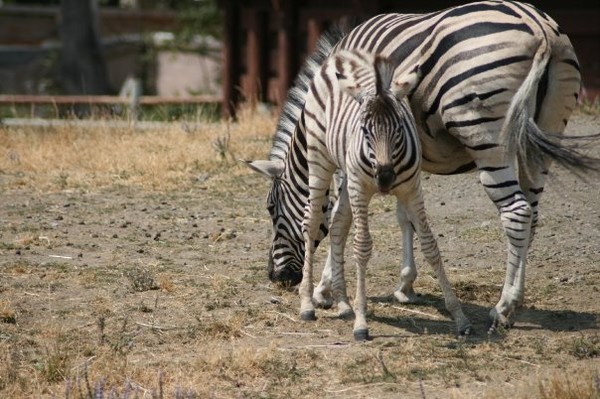 Wildlife Safari in Winston, Oregon - July 2008