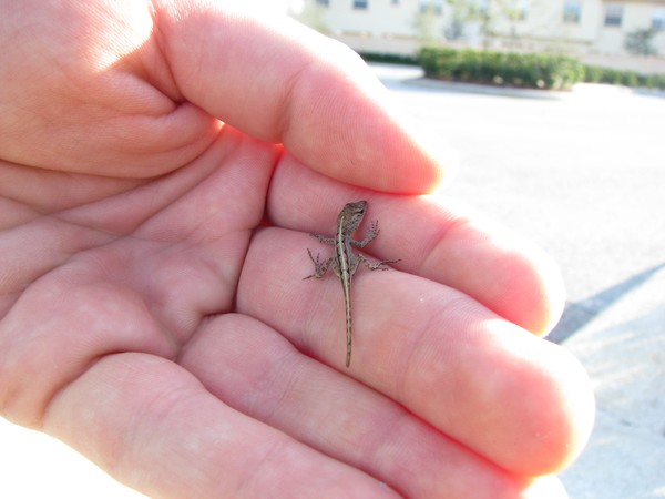 Anole Baby
