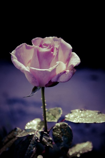 Dramatic Rose