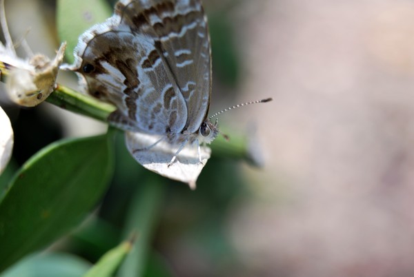 Nikon_07182009_4151