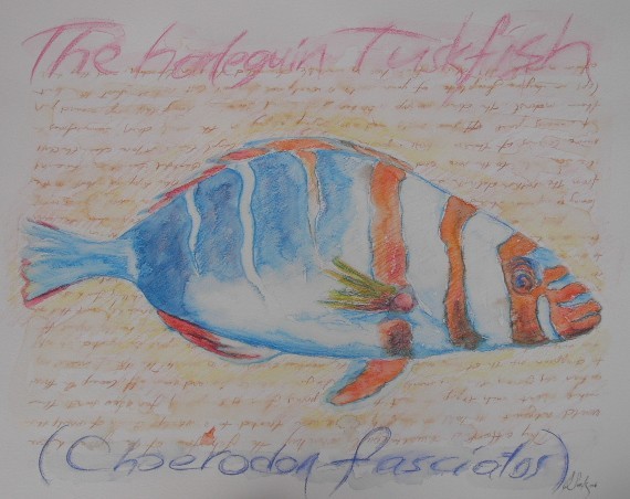 fish-WATERCOLORS,14