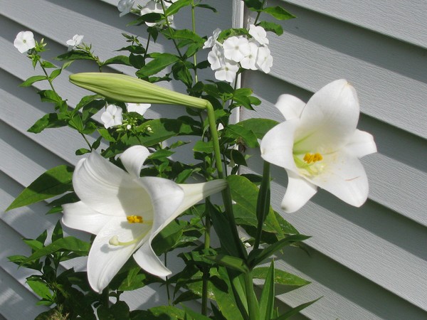 Easter Lily