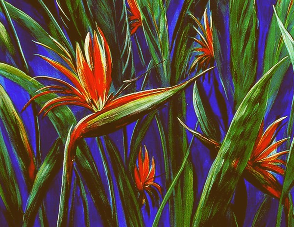 Birds of Paradise