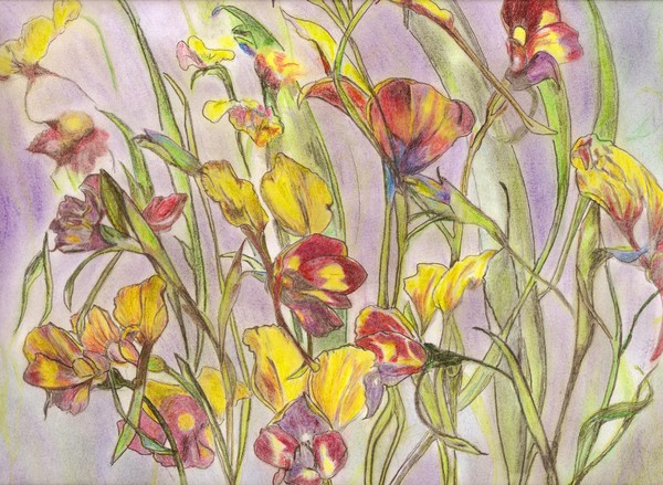 Pansy Field
