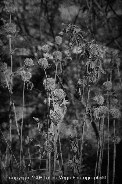 Weeds