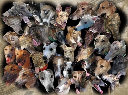 The Grehounds