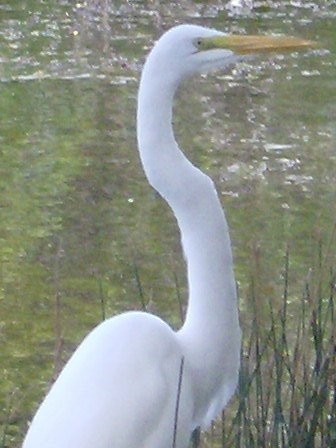 egret 3