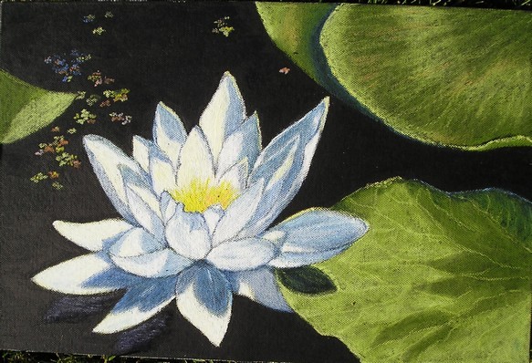 Water Lily