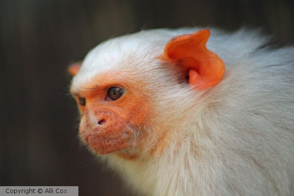 Cheeky Monkey