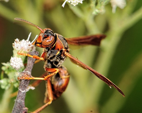 Brown Wasp