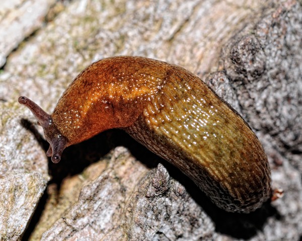Sluggo