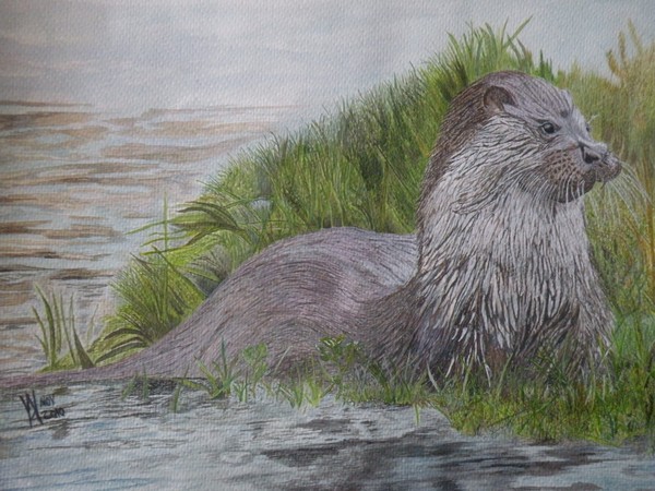 Waiting for Otter