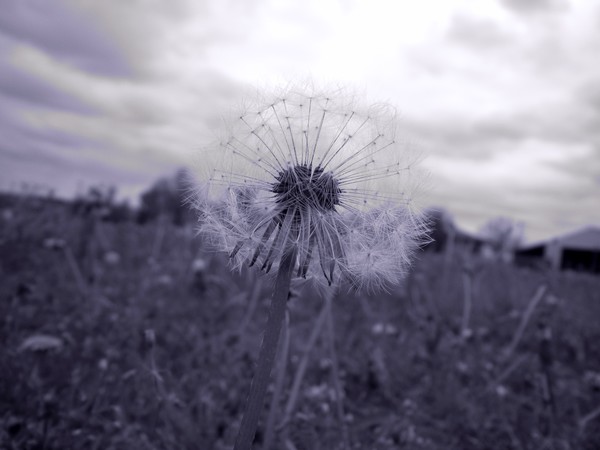 Wish Flower
