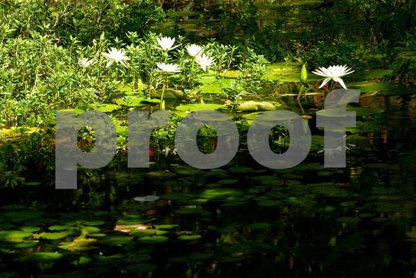 Lily Pond