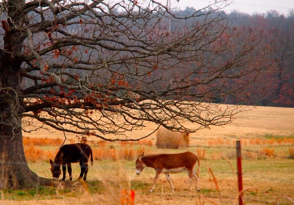 pure country