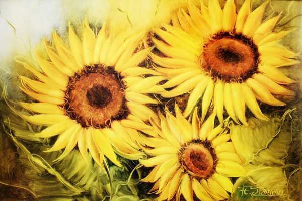 FS103-Sunflowers
