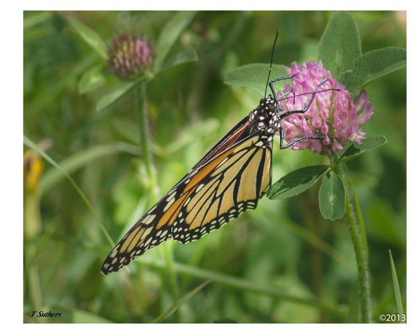Monarch Butterfly