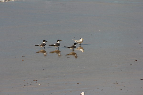 ...a reflection of (lesser) crested terns...