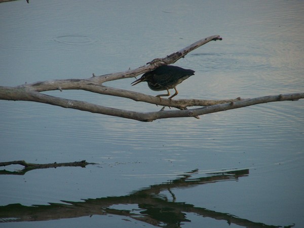 Bird Over Water