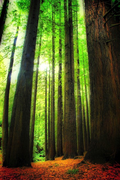 Redwoods Forrest