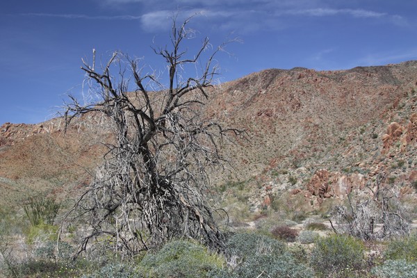 Dead Tree #2
