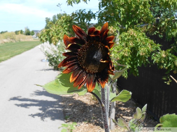 Sunflower