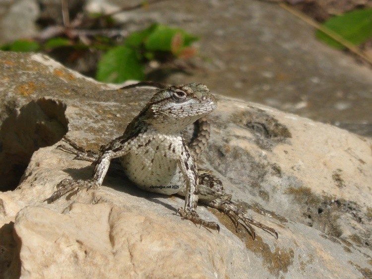 Local Dragon