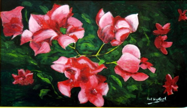 Bouganvillia