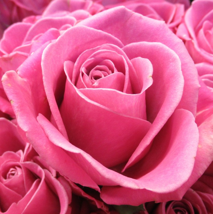 PINK ROSE