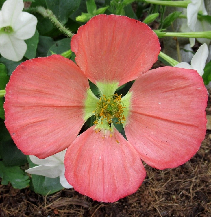 4 PETALS